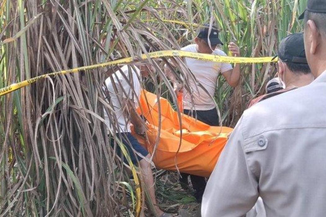 Geger Mayat Wanita Ditemukan di Kebun Tebu Ogan Ilir, Polisi Selidiki Dugaan Kekerasan